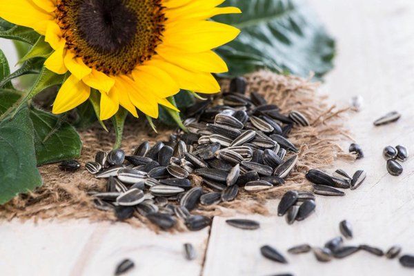 Why Tanzania's Sunflower is Superior